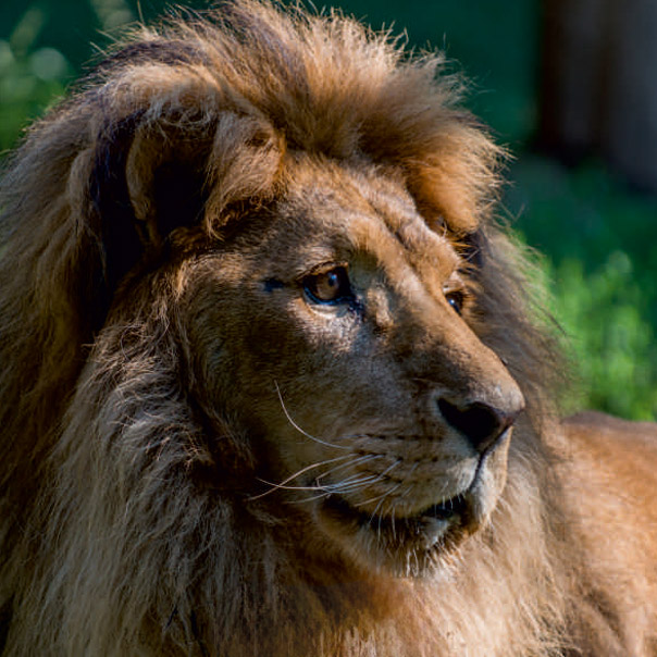 Lew w płockim ZOO