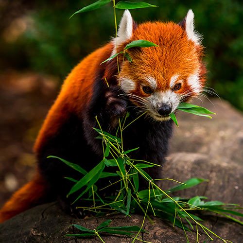 Urodziny w ZOO